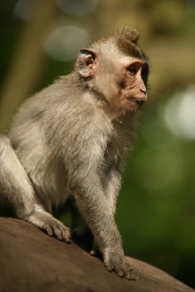 A majom portréja — Stock Fotó