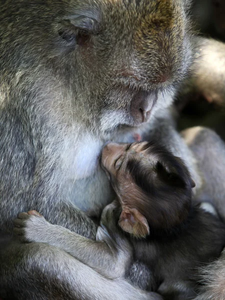 Rodzina małp — Zdjęcie stockowe