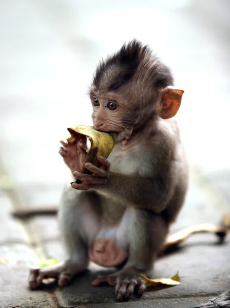 Dítě opic — Stock fotografie
