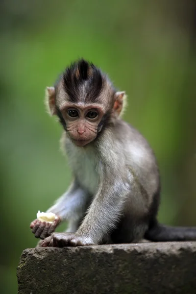 Filho de macacos — Fotografia de Stock