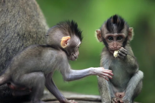 Childs maymun — Stok fotoğraf