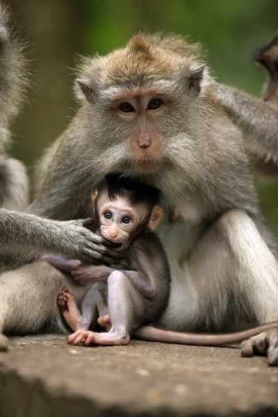 원숭이 과 — 스톡 사진
