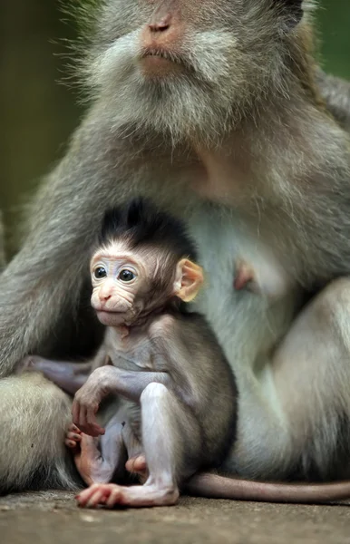 Rodina opic — Stock fotografie