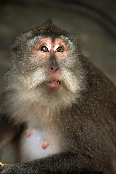 Retrato del mono —  Fotos de Stock