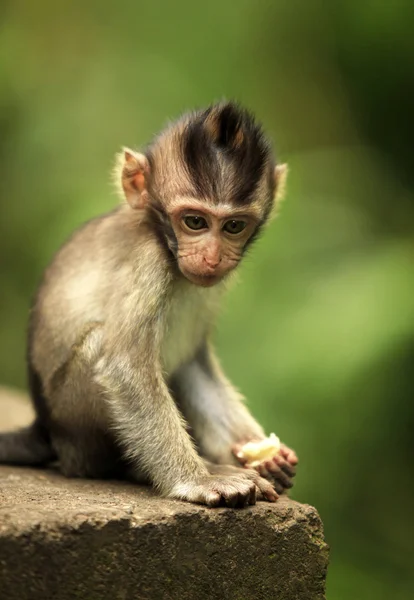 माकडांचा मुलगा — स्टॉक फोटो, इमेज