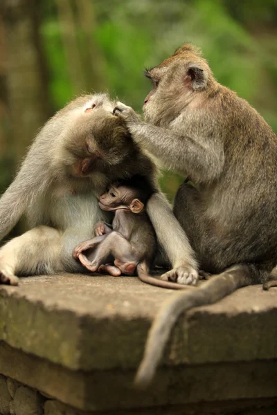 Family of monkeys — Stock Photo, Image