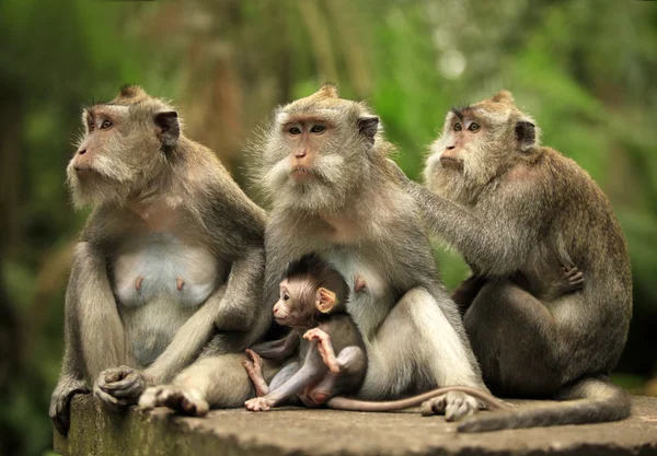 Maymun ailesi — Stok fotoğraf