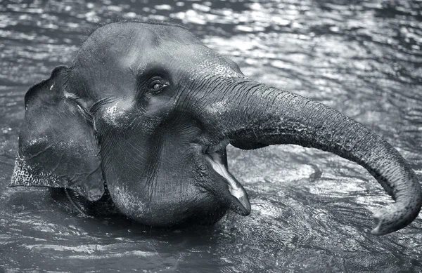 O elefante na água — Fotografia de Stock