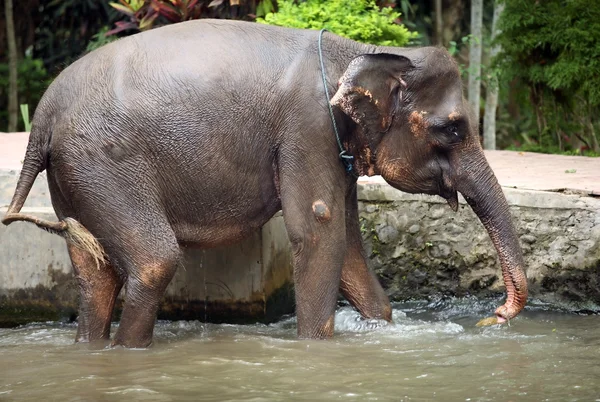 The elephant in water — Stock Photo, Image