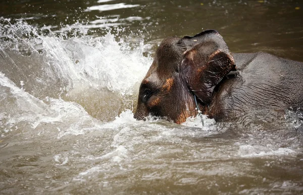 Слон в воде — стоковое фото