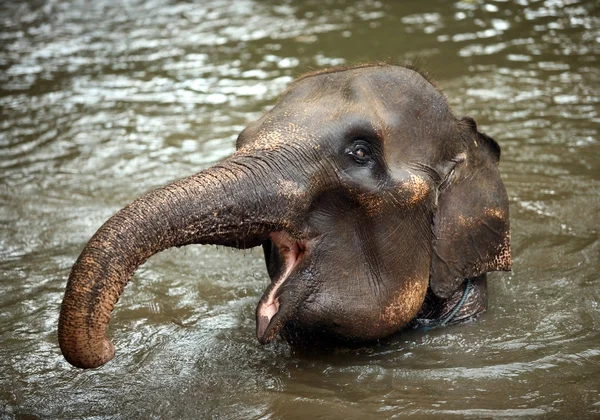 Az elefánt, víz — Stock Fotó