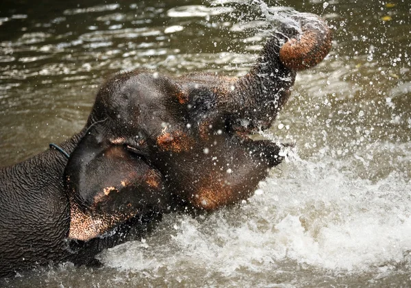 물에 있는 코끼리 — 스톡 사진