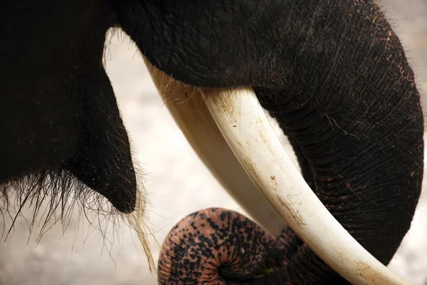 Stoßzähne des Elefanten — Stockfoto