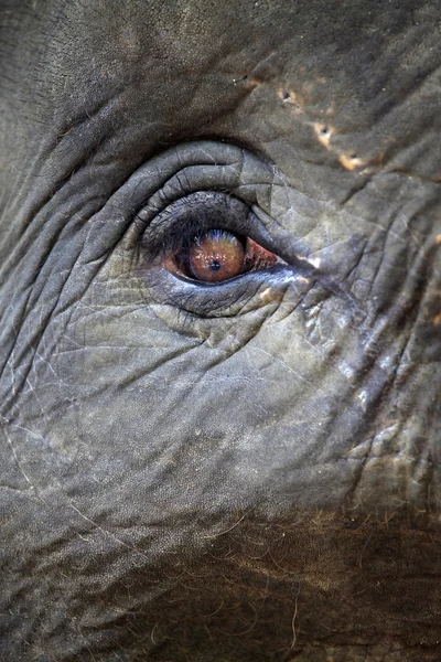 Μάτι ελέφαντα — Φωτογραφία Αρχείου