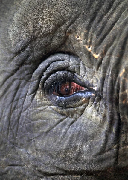 Auge des Elefanten — Stockfoto