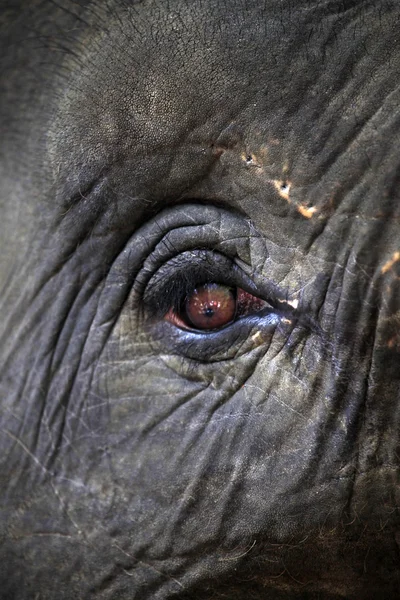 Eye of the elephant — Stock Photo, Image