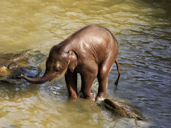 Elefánt a víz — Stock Fotó