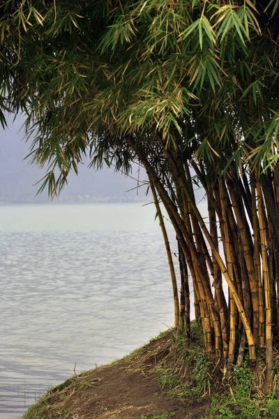 Alberi di bambù — Foto Stock