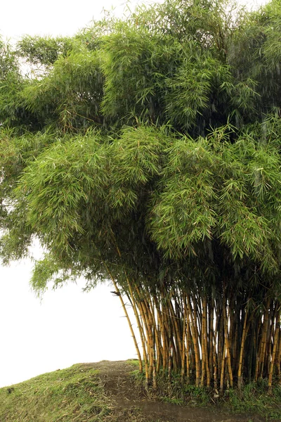 Bamboo trees — Stock Photo, Image