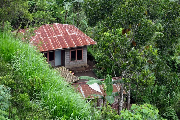 Дом в джунглях — стоковое фото