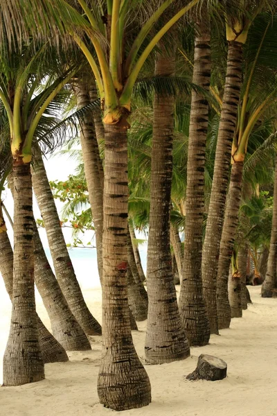 Drzewa palmy — Zdjęcie stockowe