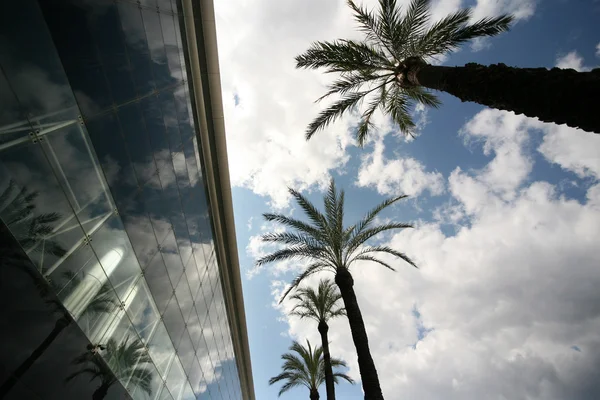 stock image Palm trees