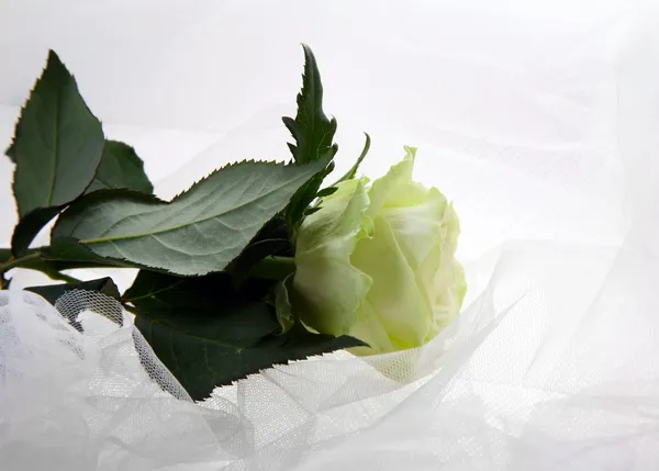 Зеленоватая роза — стоковое фото