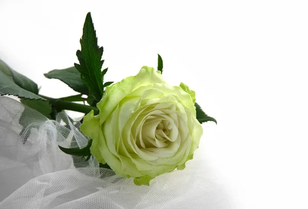 녹색 장미 — 스톡 사진