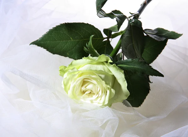 Grönaktig rose — Stockfoto