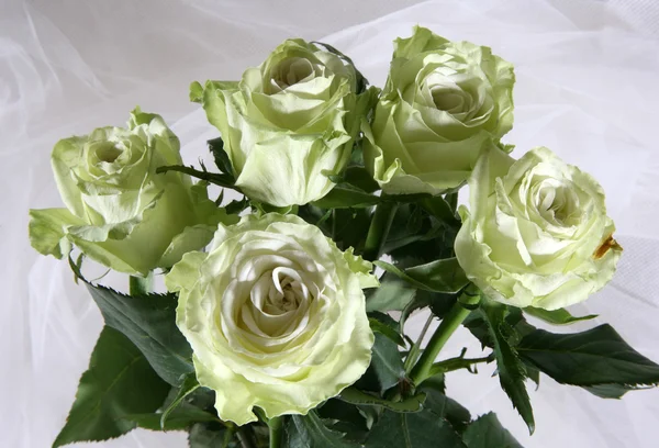 Rosas verdosas —  Fotos de Stock