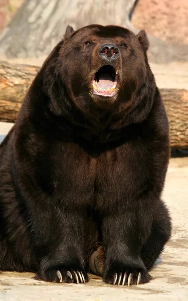 Beruang cokelat — Stok Foto