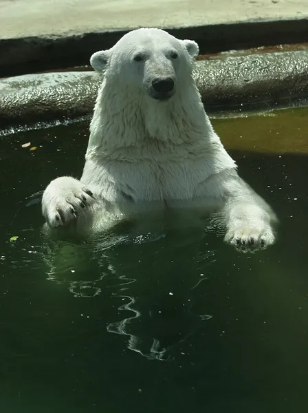 Urso branco — Fotografia de Stock