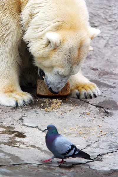 Urso e pombo — Fotografia de Stock
