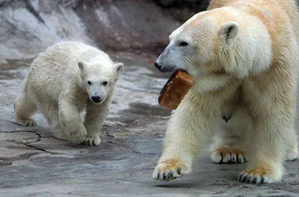 Niedźwiedź biały — Zdjęcie stockowe