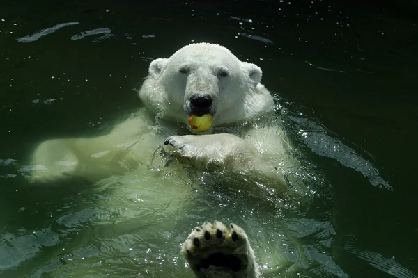 Jegesmedve vízben — Stock Fotó