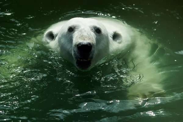 北极熊在水里 — 图库照片