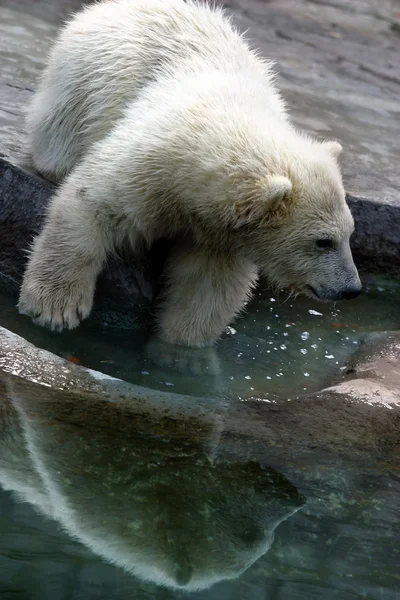 Babe ijsberen — Stockfoto