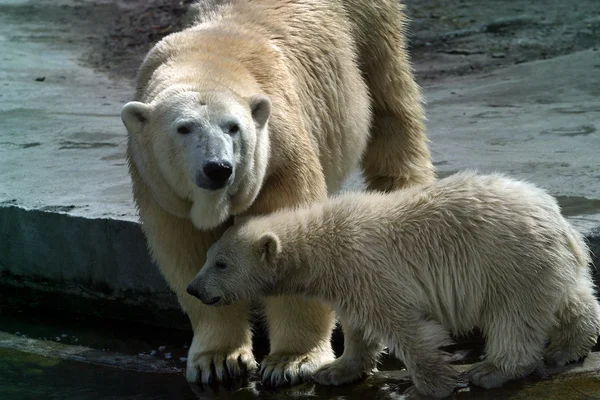 Rodziny niedźwiedzi polarnych - 1 — Zdjęcie stockowe