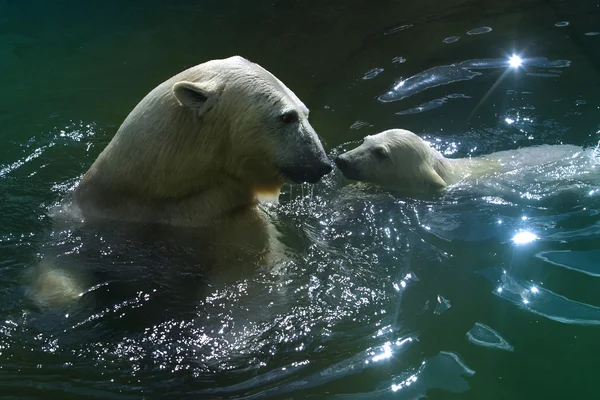 Famille des ours polaires — Photo