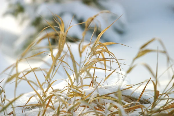 Gräs i snö — Stockfoto
