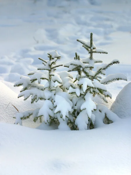 Pelsboom in de sneeuw — Stockfoto