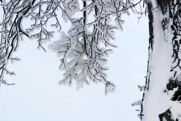 Rami nella neve — Foto Stock
