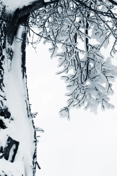 Kar şubeleri — Stok fotoğraf