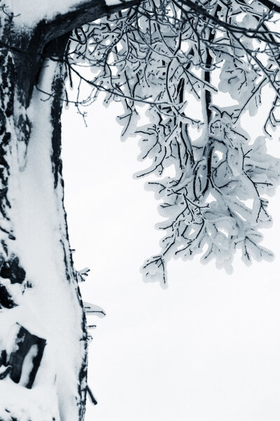 Winter sketch. Branches in snow isolated in white