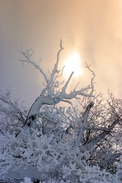 Branches in snow — Stock Photo, Image