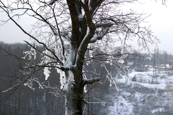 Ağaç karda — Stok fotoğraf