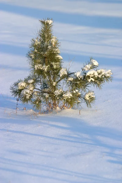 Меховое дерево в снегу — стоковое фото