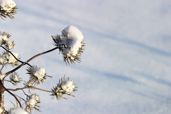 Меховое дерево в снегу — стоковое фото