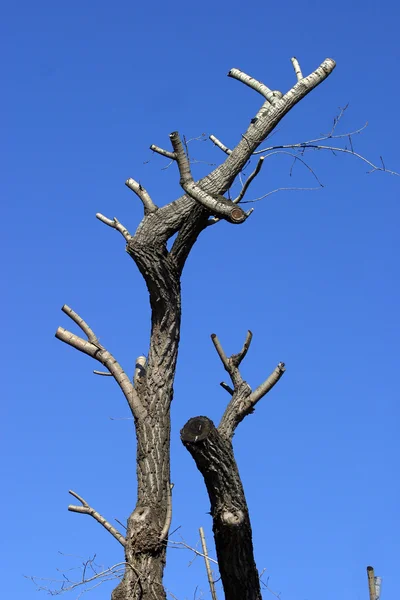 Самотня суха деревина — стокове фото