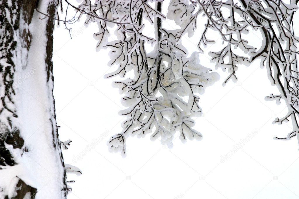 Branches in snow